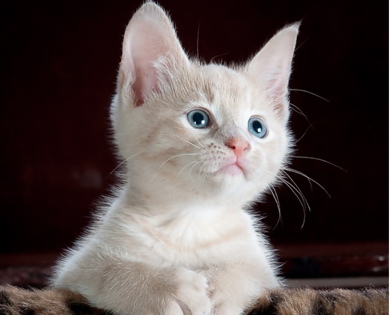 動物関係の資格13選！
